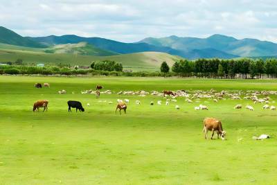 NỘI MÔNG CỔ- THẢO NGUYÊN NGẠC NHĨ ĐA TƯ (ORDOS) - SA MẠC VỌNG ÂM-KANGBASHI-NGÂN XUYÊN