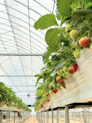 HÀN QUỐC 2024: SEOUL – LỄ PHẬT ĐẦU NĂM TRƯỢT TUYẾT JANGJIPINE – CÔNG VIÊN LOTTE WORLD TRẢI NGHIỆM HÁI DÂU