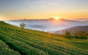 ĐÀ LẠT: ĐỒI CHÈ CẦU ĐẤT - HỒ VÔ CỰC